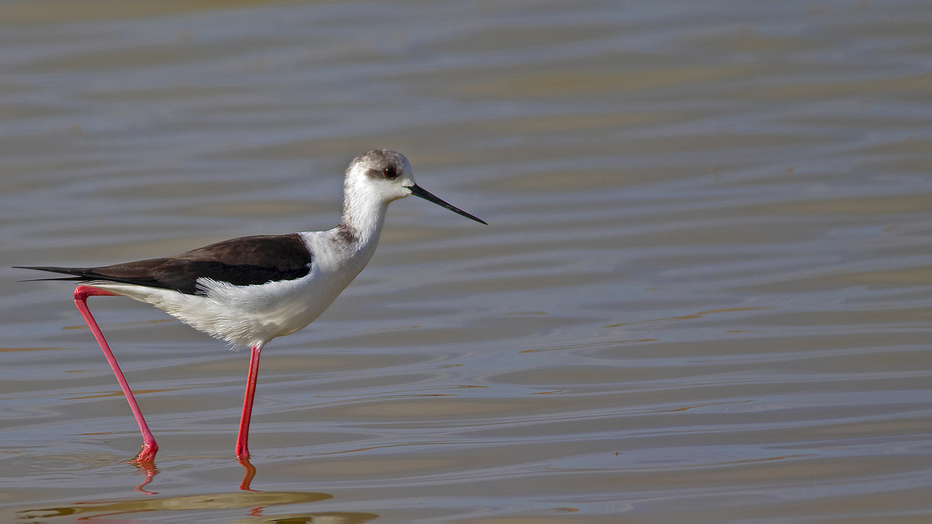 Black-winged Stilt